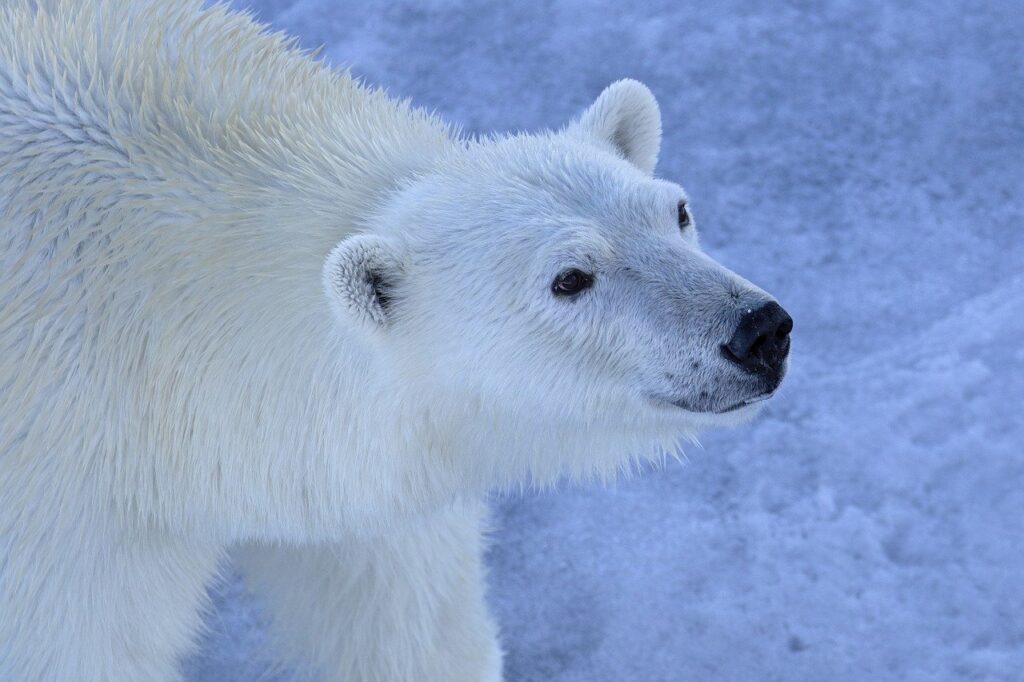 The Coldest Journey: An Arctic Expedition