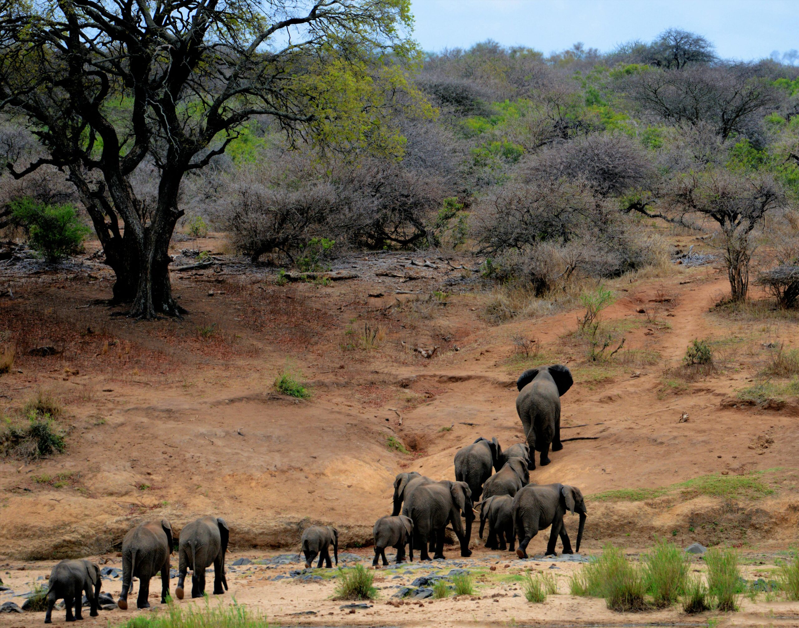 The Luxury Safari Experience